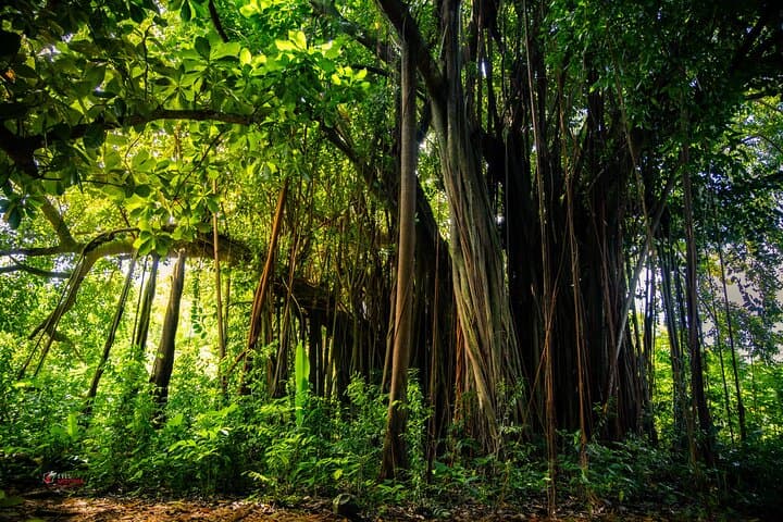 Moorea Private Photo Tour: Island Photography Workshop & Guided Discovery photo 3