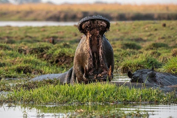 15-Day Southern Africa Safari: Namibia, Botswana & Victoria Falls Adventure photo 4