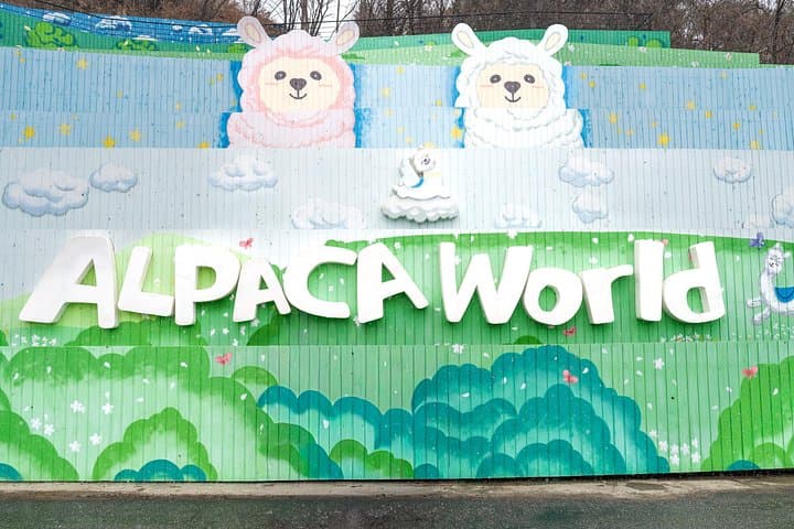 Pyeongchang Winter Blossom Photo Tour: Alpacas, Snow Ranches & Cable Car Views photo 2