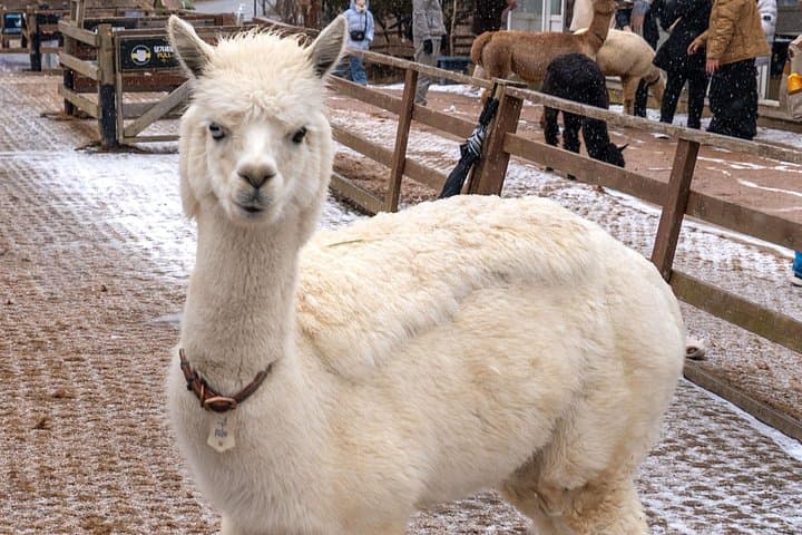 Pyeongchang Winter Blossom Photo Tour: Alpacas, Snow Ranches & Cable Car Views photo 3