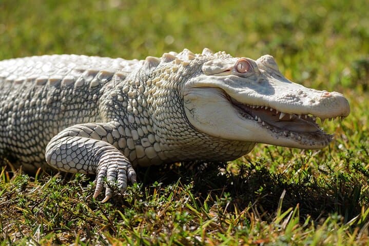 Everglades Airboat Adventure from Miami with Bayside Roundtrip Transfer photo 2