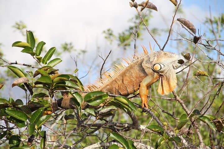 Everglades Airboat Adventure from Miami with Bayside Roundtrip Transfer photo 4