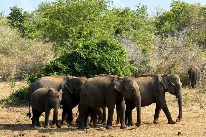 Udawalawe Day Trip: Elephant Safaris, Transit Home & Galle Fort from Bentota