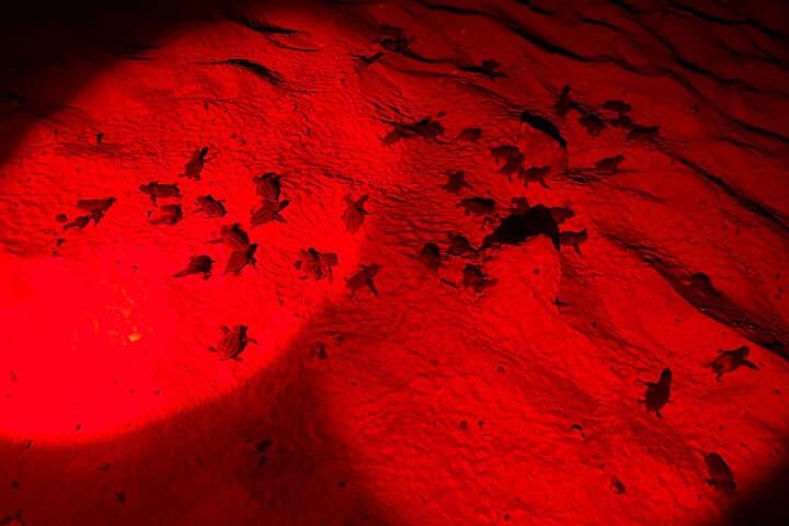 Santa Maria Sea Turtle Watching Tour - Sal Island Night Nesting Experience photo 2