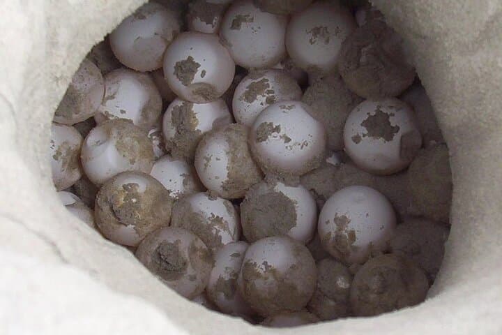 Santa Maria Sea Turtle Watching Tour - Sal Island Night Nesting Experience photo 3