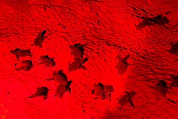 Santa Maria Sea Turtle Watching Tour - Sal Island Night Nesting Experience photo 4