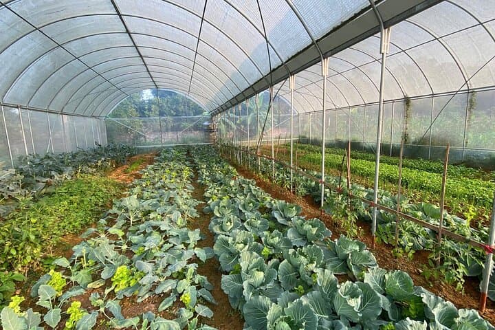 Hanoi Farm-to-Table Day: Duong Lam Cycling, Cooking Class & Ba Vi Views photo 4