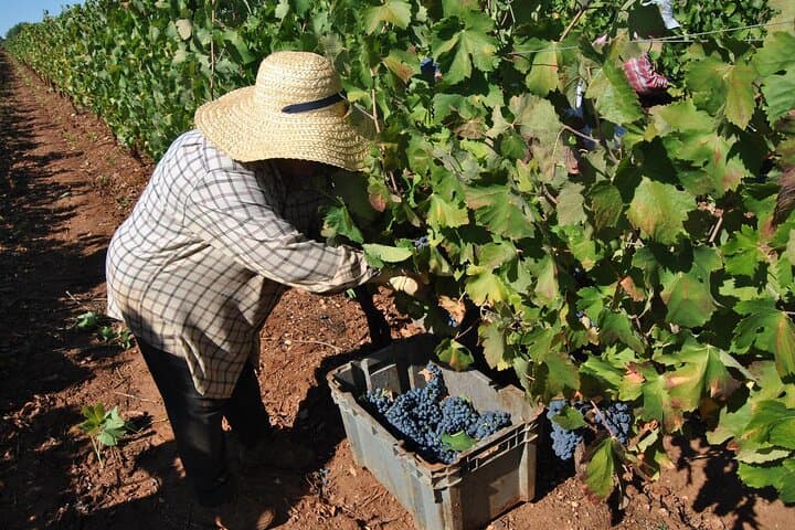 Kefalonia Wine Tour: 18 Tastings Across Three Wineries by Mt Ainos photo 4