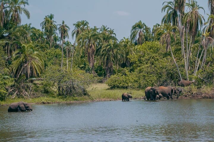 5-Day Akagera, Volcanoes and Nyungwe Wildlife Safari — Gorilla, Chimp & Big Five Tour
