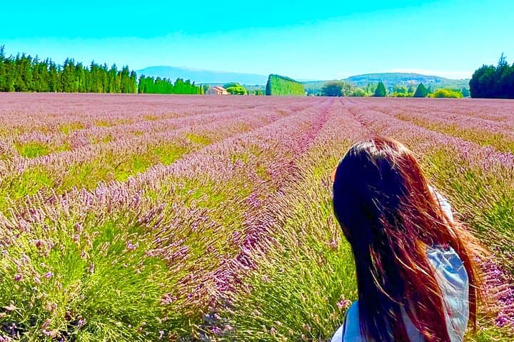 Lavender Fields and Hilltop Villages of the Luberon: Day Tour from Avignon photo 6
