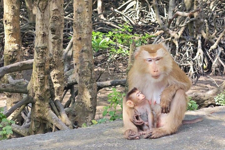Can Gio Mangrove Biosphere Reserve Canoe and Wildlife Day Tour from Ho Chi Minh City photo 6