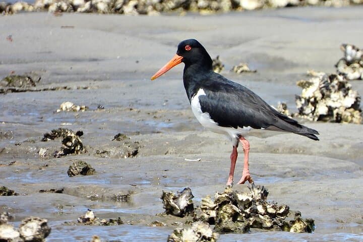 Sydney Guided Wildlife Walk: Urban Birding with a Biologist photo 2