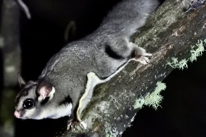 Sydney Guided Wildlife Walk: Urban Birding with a Biologist photo 4