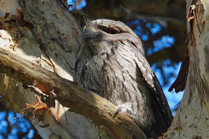 Sydney Guided Wildlife Walk: Urban Birding with a Biologist photo 5