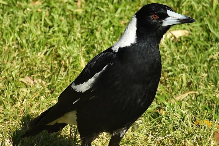 Sydney Guided Wildlife Walk: Urban Birding with a Biologist photo 6