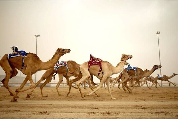 West Qatar Scenic Escape: Zekreet, Ras Abrouq & Desert Heritage Tour photo 3