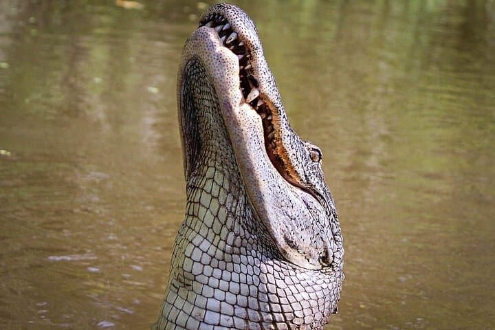 Private Louisiana Swamp Pontoon Tour with Door-to-Dock Pickup photo 2