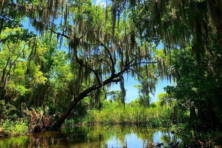 Private Louisiana Swamp Pontoon Tour with Door-to-Dock Pickup photo 4