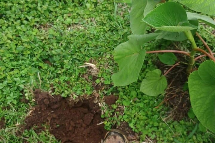 Reforestation Hike & Tree Planting in La Fortuna: Hands-On Conservation Experience photo 3