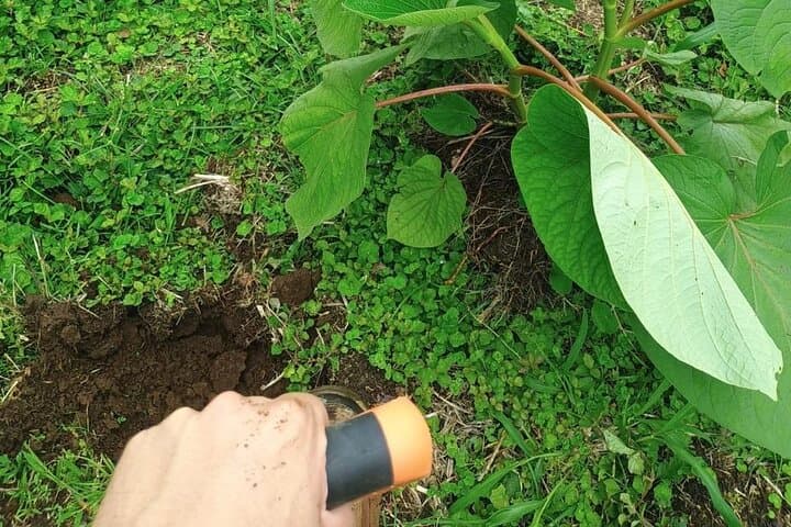 Reforestation Hike & Tree Planting in La Fortuna: Hands-On Conservation Experience photo 4