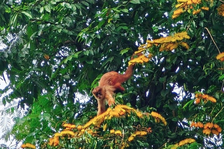 3-Day Amazon from Cusco: Cloud Forest, Parrot Collpa & Wildlife Lodges photo 2