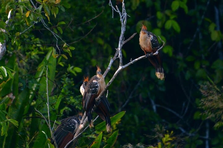 3-Day Amazon from Cusco: Cloud Forest, Parrot Collpa & Wildlife Lodges photo 6