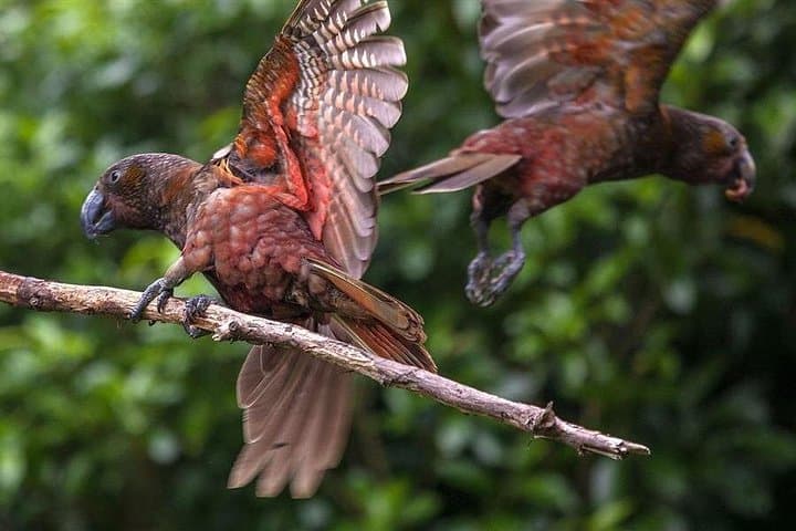 Pūkaha National Wildlife Centre Day Trip from Wellington — See Kiwi, Takahē & Kākā