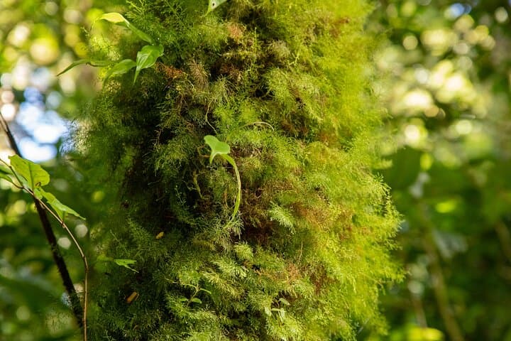 Santa Elena Cloud Forest Guided Walk | Monteverde Cloud Forest Tour photo 2