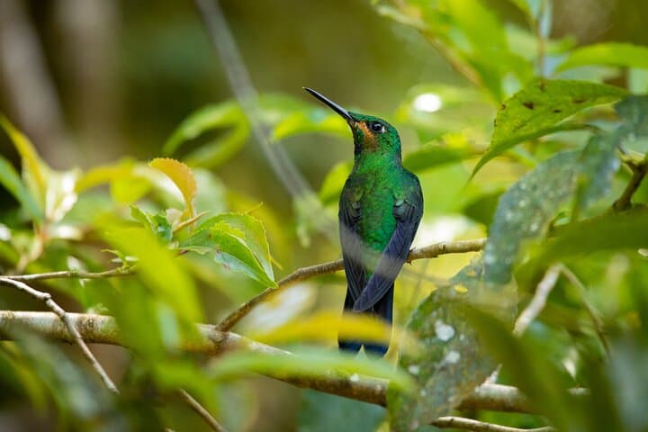 Santa Elena Cloud Forest Guided Walk | Monteverde Cloud Forest Tour photo 5