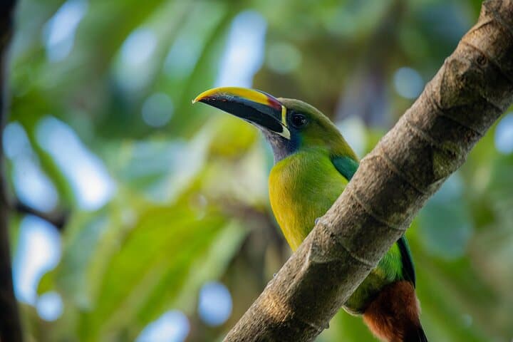 Santa Elena Cloud Forest Guided Walk | Monteverde Cloud Forest Tour photo 6