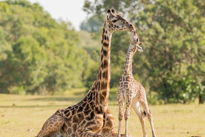 3-Day Cape Town: City Tour, Cape Point & Big Five Safari Package photo 5