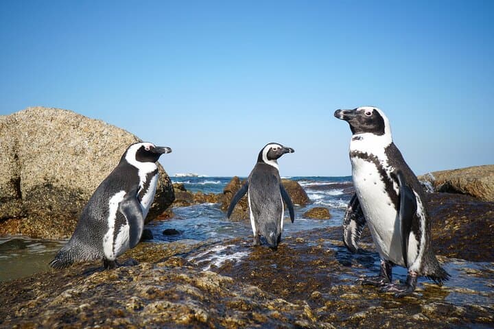 3-Day Cape Town to Inverdoorn Safari: Table Mountain, Cape Point & Penguins photo 3