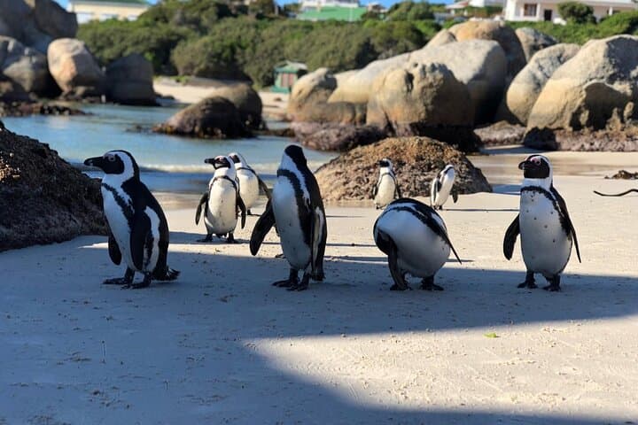 3-Day Cape Town to Inverdoorn Safari: Table Mountain, Cape Point & Penguins photo 4