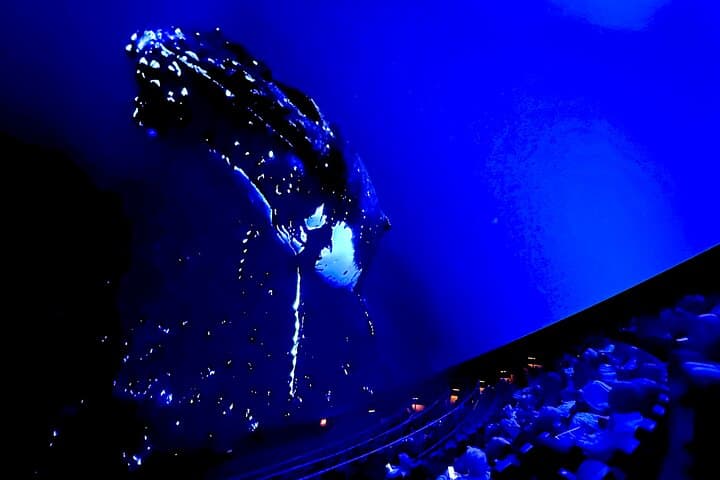 Sounds of the Ocean: Immersive Ocean Experience at MOSI Tampa