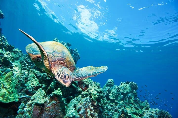 Kihei Turtle Town Snorkel: 3-Hour Turtle & Whale Watch Adventure photo 2