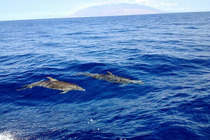 Kihei Turtle Town Snorkel: 3-Hour Turtle & Whale Watch Adventure photo 6