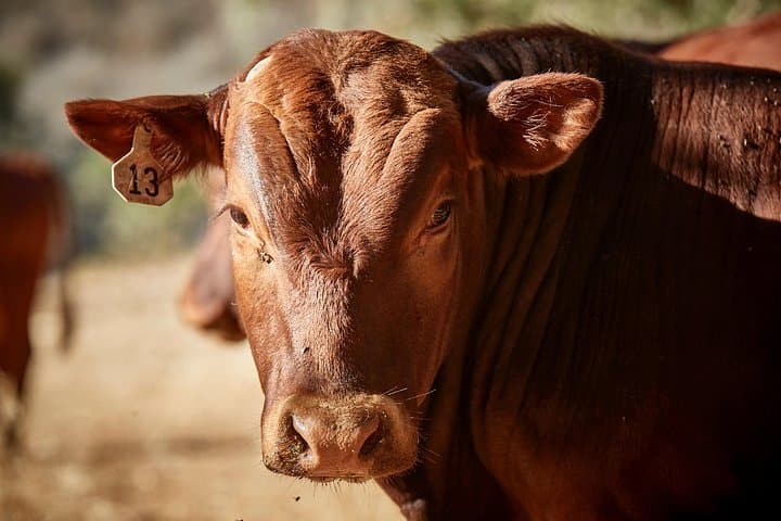 Savor the Valley: Santa Ynez Cattle Ranch to Olive Grove Farm Experience photo 4