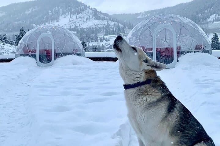 Igloo Winter Wine Experience at Silvara Cellars — Leavenworth WA photo 2