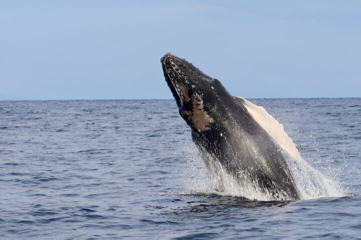 Kihei Turtle Town Snorkel: 3-Hour Turtle & Whale Watch Adventure photo 4