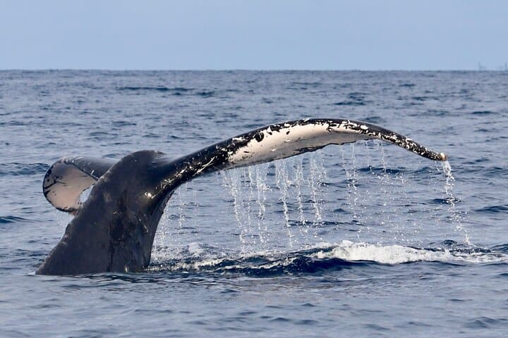 Kihei Turtle Town Snorkel: 3-Hour Turtle & Whale Watch Adventure photo 3