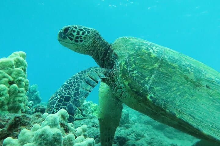 Kihei Turtle Town Snorkel: 3-Hour Turtle & Whale Watch Adventure photo 5