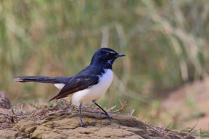 Roma Birdwatching Walk: Guided 1-Hour Nature Trail at Roma Bush Gardens