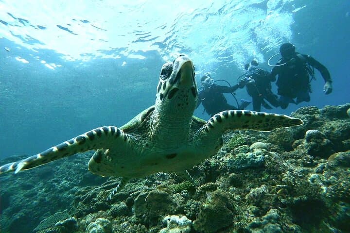 Blue Cave Intro Diving in Onna Village — Okinawa Boat Diving Experience photo 4