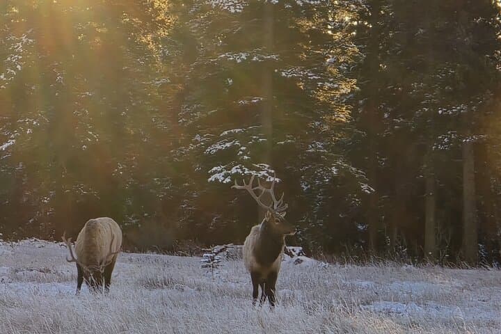 Explore Banff National Park: Full-Day Group Sightseeing Tour from Canmore photo 6