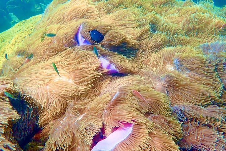 An Thoi Islands Private Speedboat Snorkeling — Phu Quoc Day Trip photo 4
