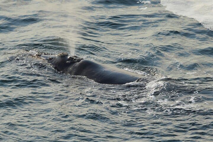Potrero to Las Catalinas: Private Whale & Dolphin Cruise off Guanacaste photo 6