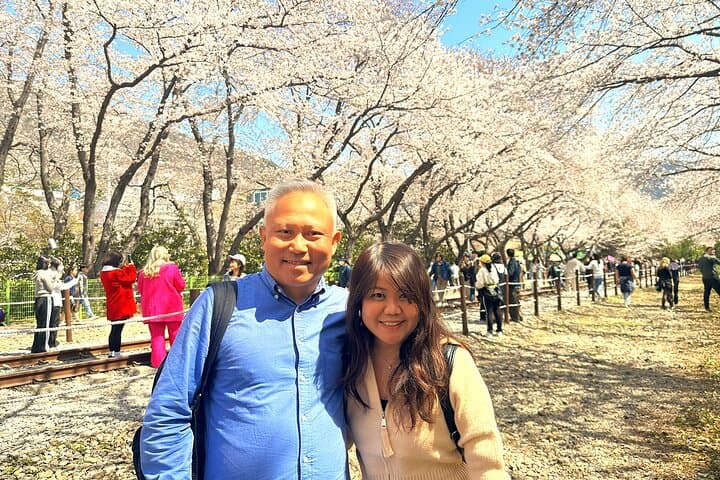Jinhae Cherry Blossom Day Trip from Busan: Full-Day Spring Sakura Experience photo 3