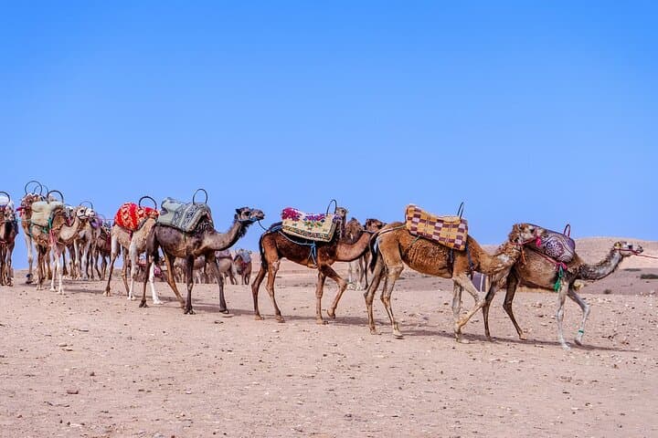Half-Day Agafay Desert Quad Biking, Camel Ride & Tea from Marrakech photo 4