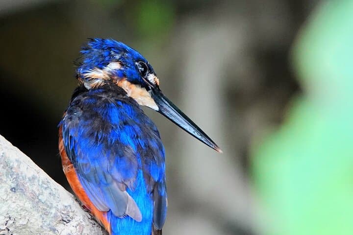 Private Luxury Daintree Dream Tour: Mossman Gorge & Daintree River Wildlife Cruise photo 2
