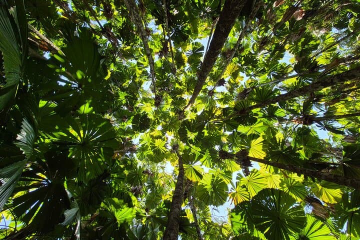 Private Luxury Daintree Dream Tour: Mossman Gorge & Daintree River Wildlife Cruise photo 3